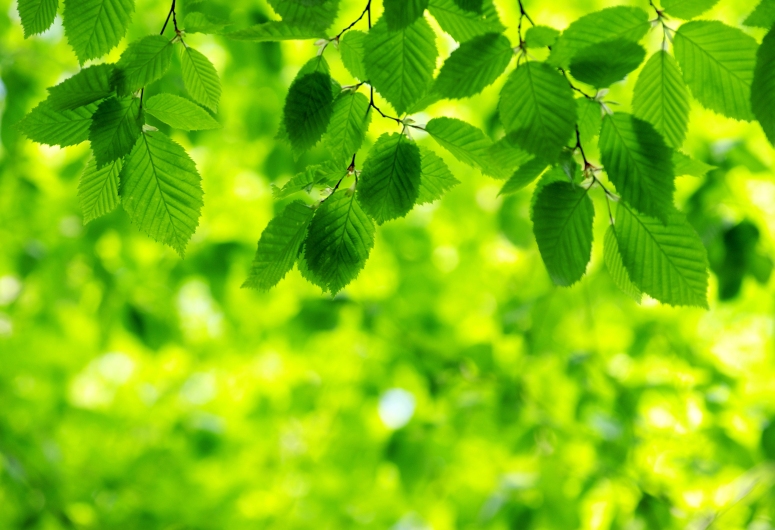green-leaves-on-green-background.jpg